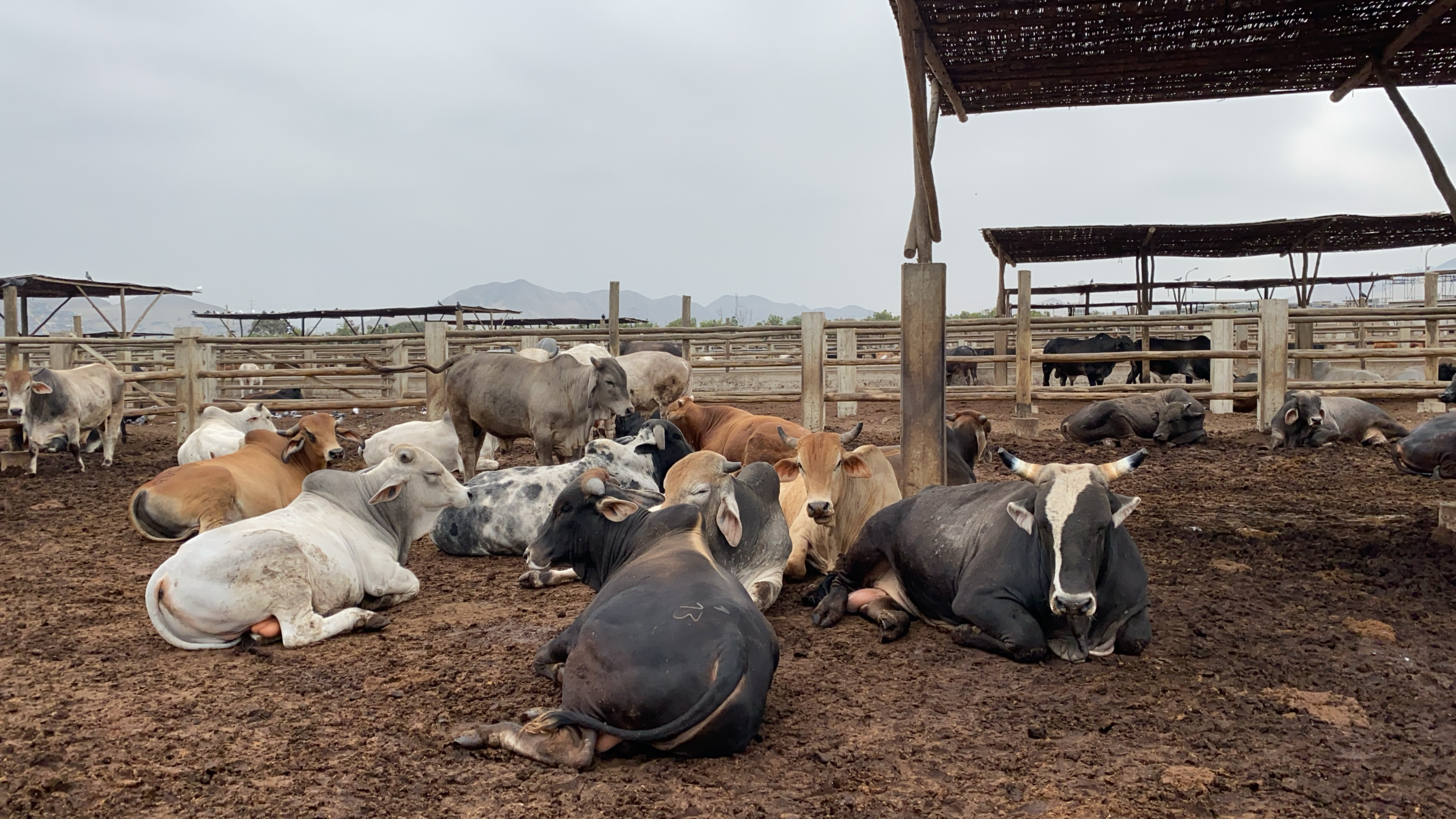 Ganado y área donde se recolecta la materia prima