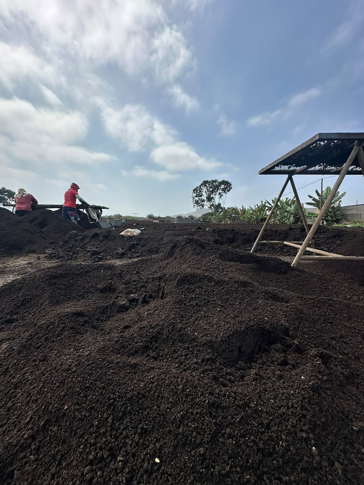 Compost de ganado procesado y listo para uso agrícola