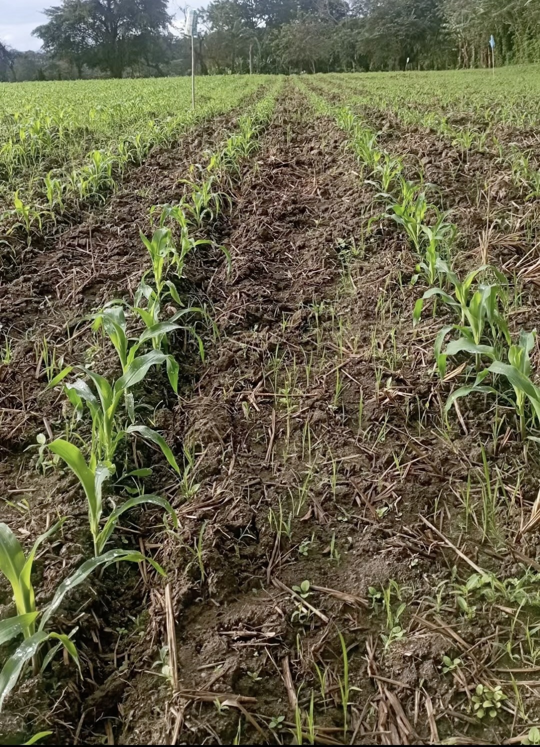 1. Aplicación de compost en suelo agrícola